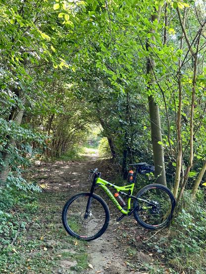 Ein grünes MTB lehnt an einem Baum quer über den Trail im grünen Wald