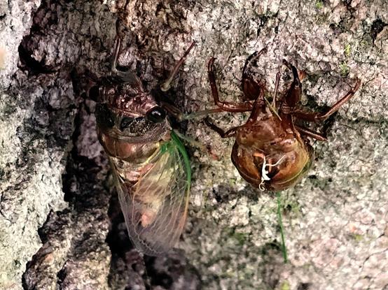 A cicada on a tree; it is a big chonky critter with black eyes and wings with veins like green lace running through them. Next to it is a molted shell looking like some kind of giant tick/crab monster/alien combo.