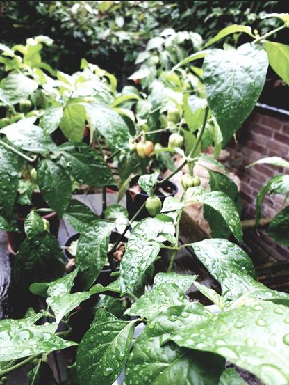 A photo of three of my 54 chilli plants. The three plants are standing on a wooden table. The plants already have some fruits, some are still green, others are already red. On the green leaves are raindrops. In the background there are more plants.