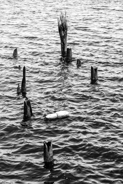 A black and white photograph showing a set of jagged old wooden pilings rising out of the water, broken or worn off at different heights. In the center of the grouping, a white  foam buoy floats.