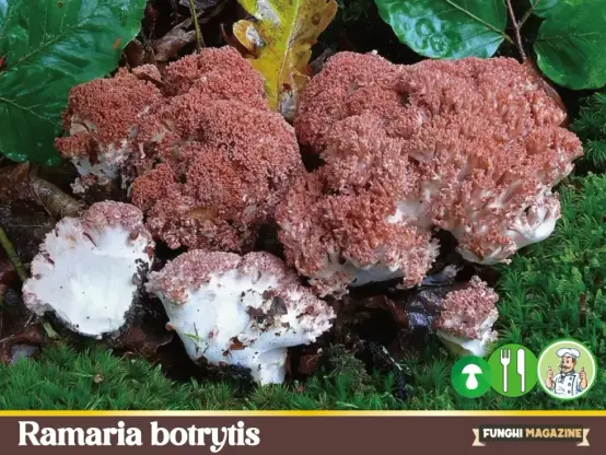Ramaria botrytis, autore Asier Ayala