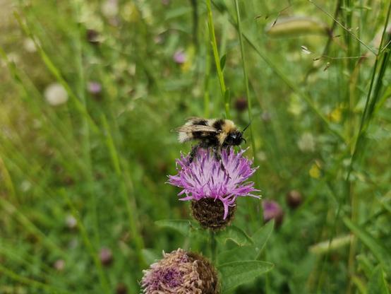 Un bourdon butine allègrement sur une fleur rose aux pétales très resserrés, sur fond de verdure légèrement floue.