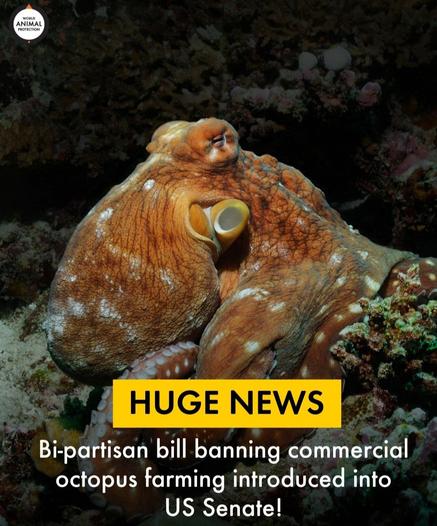 huge news 

Bi-partisan bill banning commercial octopus farming introduced into US senate
