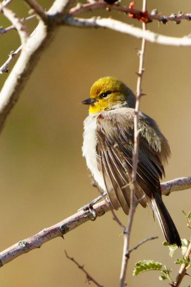 A grey bird with a head the color of lemon icing.