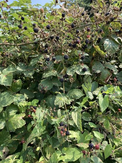 Mit dem Smartphone in die Brombeeren fotografiert. Wilde Mischung an Beeren, Brennnesseln und Winden.