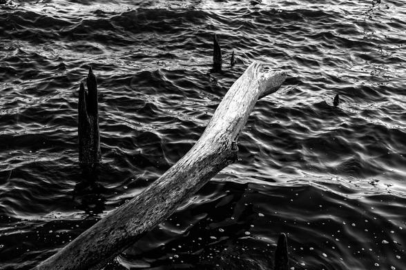 A black and white photograph showing four  old wooden pilings, jagged, rising from dark water, one barely. A fallen tree limb protrudes diagonally across the frame, bleached almost white at the end by water and sun.