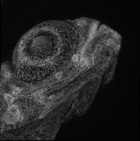 A micrograph of a zebrafish larva eye with the nuclei labelled with Hoechst (white).