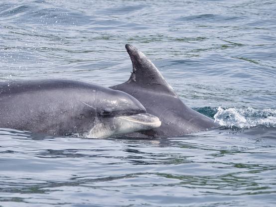 An image of two dolphins swimming in the sea off the Calf of Man