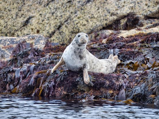 An image of a seal perched on some rocks above the sea line off the Isle of Man
