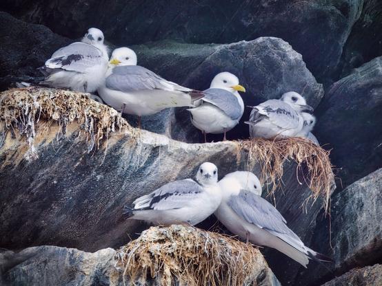 An image of nesting kittiwakes with their young.