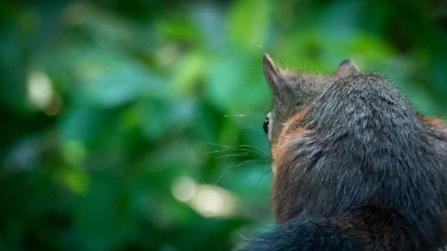 Hörnchen von hinten. Die Augen sind so genial platziert, dass es auch sieht, was hinten vor sich geht.