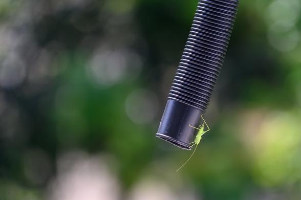 Close-up of a green insect clinging to the end of a black, ribbed hose against a blurred outdoor background.