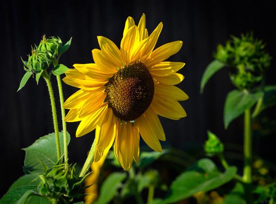 A brightly lit single sunflower framed by some unopened ones with a very dark background