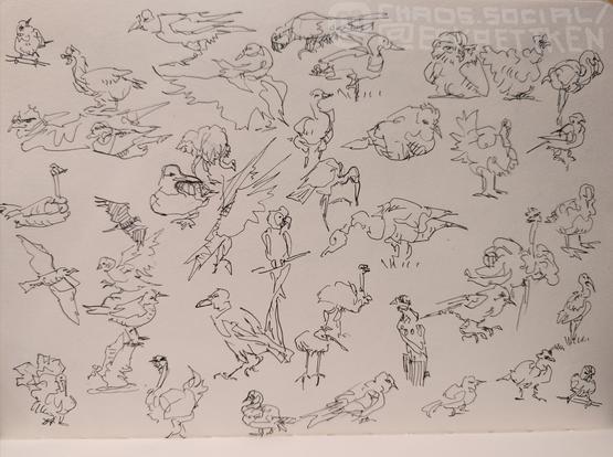 Black ink on paper

Various quick sketches of birds, mostly drawn in few lines.