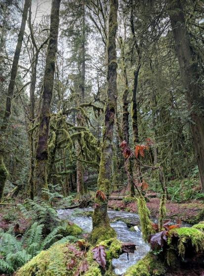 A full creek, running through coastal temperate rainforest. The trees are covered in mosses & lichens. Lots of ferns are growing on ground, rocks & on trees.