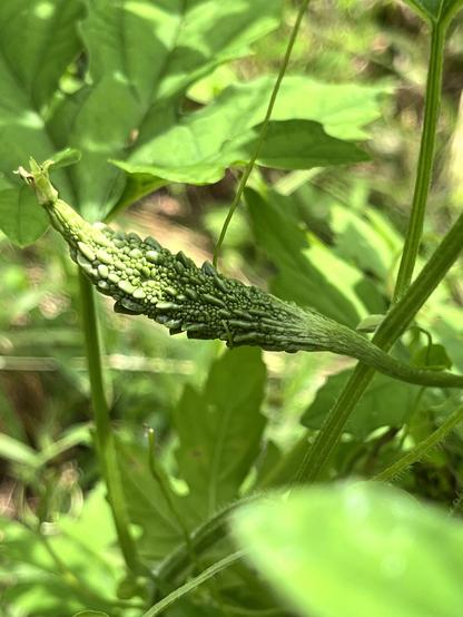 A photo of a developing bitter melon fruit. It's an elongated oval, pointy on both ends, and warty with varying shades of green. The remains of the flower are still attached to the blossom end. Vines and leaves are in the background.