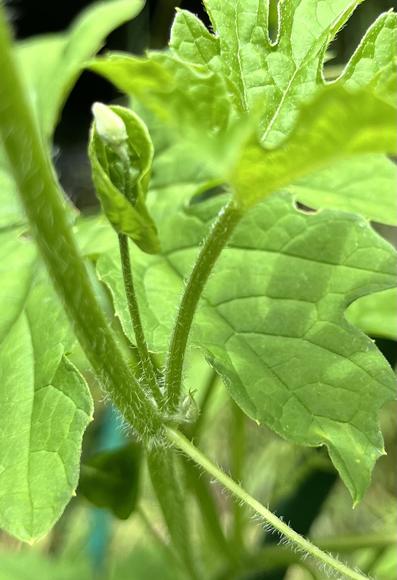A photo of a female bitter melon bud surrounded by leaves and vines. The bud has an ovary at its base, and is partially surrounded by a sheath-like structure.