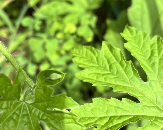 A photo of a male bitter melon bud surrounded by leaves and vines. Like its female counterpart, the bud is partially surrounded by a sheath-like structure. The bud has a very thin stem.