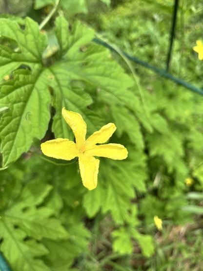 A photo of a male bitter melon flower. It has five delicate yellow petals and a thin, long stem. It's surrounded by palmate leaves and vines.