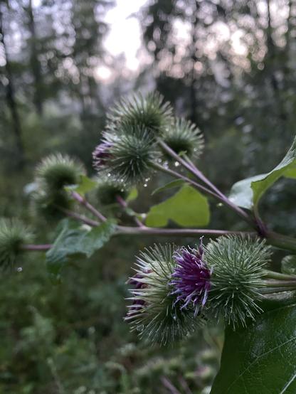 Distel im nassen Wald