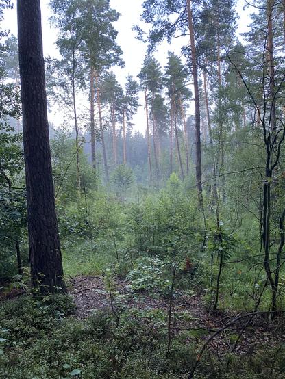 Wald und Feuchtigkeit