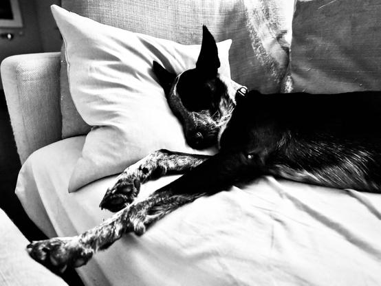 Fotografía en blanco y negro de un perro durmiendo plácidamente sobre un sofá, con la cabeza apoyada en un cojín claro. Predominan los tonos oscuros y claros, creando un contraste marcado.