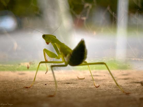 Close up view of a green praying mantis from behind. A few cobwebs  are visible along with a roadway in the background.