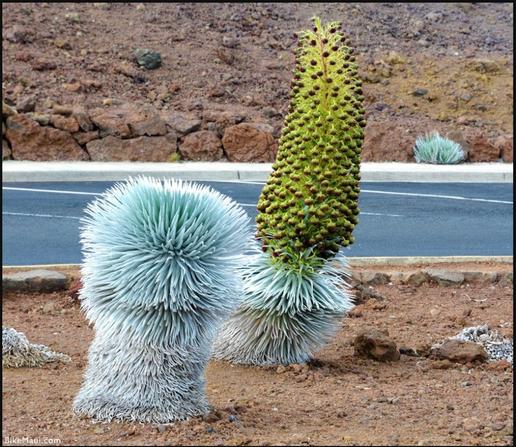 an otherworldly looking plant known as the Silversword. It is a huge succulent plant with lots of shiny silver spikes -- and when it blooms it has a tower of green with red flowers that grows up like a sword. It only grows in volcanic cinder