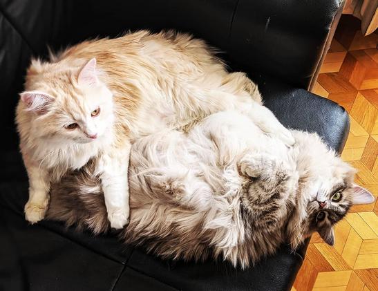 Two fluffy cats cuddled so that it's hard to see where one ends and the other begins, with heads on each end of the ball of fur.