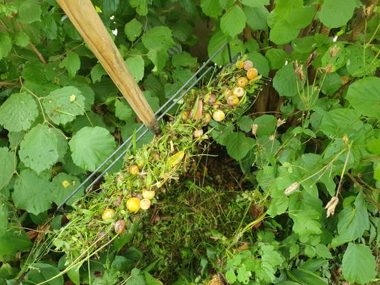 Ein Rechen voller Fallobst und Gras unter Haselnusssträuchern