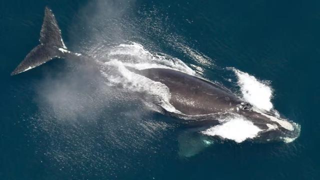 photo of a whale from above