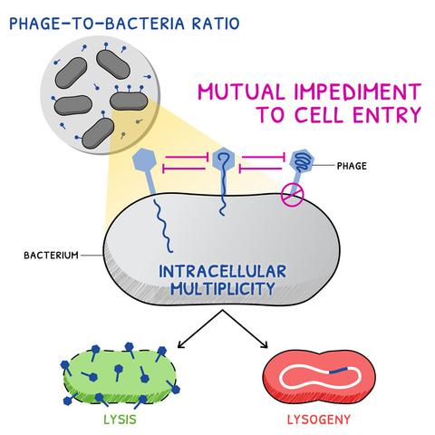 graphical abstract of the paper showing the interactrion between viruses that is described in the article