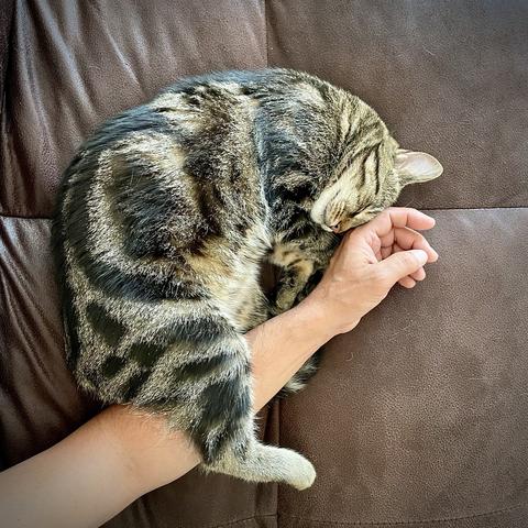 auf dem quadratischen bild ragt mein arm von links unten nach rechts oben ins bild. kater mogli hat sich daran gekuschelt; sein kopf liegt an meiner hand und sein rechtes hinterbein liegt auf meinem arm. der hintergrund ist das braune sofa.

in the square picture, my arm stretches from the bottom left to the top right of the picture. mogli the cat has snuggled up to it; his head is resting on my hand and his right hind leg is resting on my arm. the background is the brown sofa.