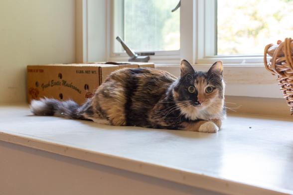 Photograph of a black, orange, and white longhaired cat on a bench near a window.