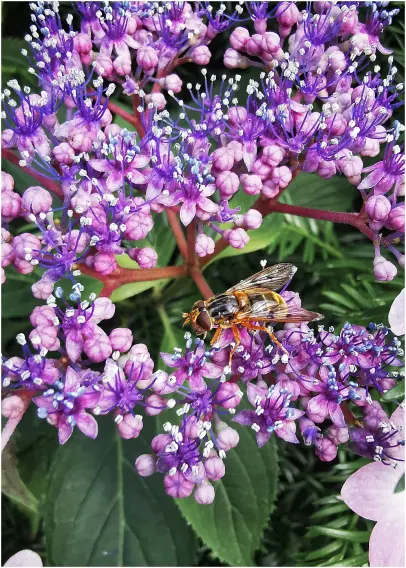 Formatfüllende Abbildung einer violetten Blütenstaude sowie einer Schwebfliege auf dem unteren Blütenstand bei der Suche nach Nektar und Blütenpollen.