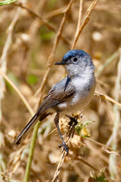 A rather dashing 
tiny bird