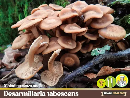 Desarmillaria tabescens, Chiodino senza anello