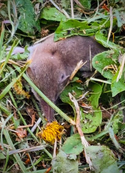A shrew in the grass.