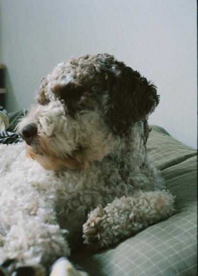 Ein kvit og brun, krøllete hund ligg og kvilar mot ei pute på ei (menneske-)seng. Han ser tankefull ut der han ligg, med hovudet vendt delvis bort frå kameraet. Han er, som vanleg, litt ute av fokus.