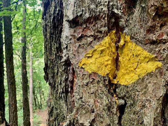 Rough bark of a tree trunk with a yellow hiking sign painted on it.