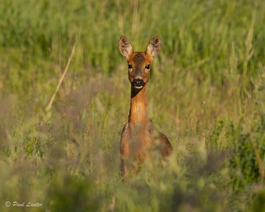 Roe Deer looking through long grass