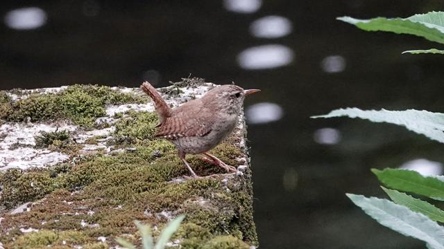 A small brown wren standing facing right on the top of a moss covered pillar. A river is visible behind and to the right of it. Also some leaves.