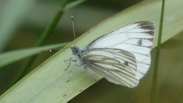 A small cream and black/grey/green veined butterfly facing left, perched on a leaf. It has an extremely fluffy grey body and its antennae are out.