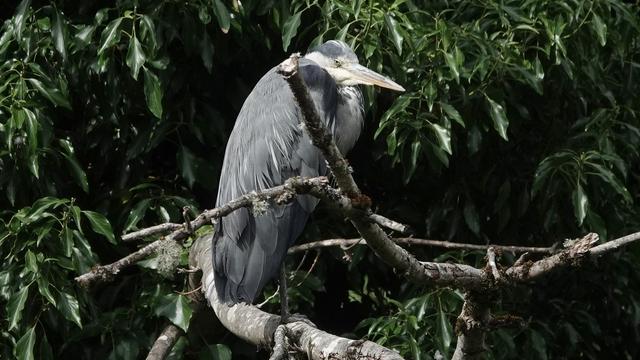 A grey heron perched, facing right, on a branch with dark green leaves behind. It looks as though it is wearing a grey cloak. Very pointed beak.