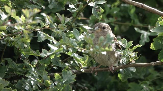 A female sparrow - light brown body, yellow beak, looking out from a mass of sunlit green leaves. It is largely hidden behind the leaves.