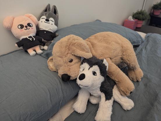 Four plush toys on a bed. Two skzoos: PuppyM & Wolf Chan. Two IKEA toys: a puppy & a wolf. The IKEA puppy is twice the size of the IKEA wolf.
