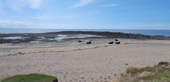 Sandy beach with a rocky area further out and the sea in the distance.  Five black cows are lying on the sand, and one is standing in an area of water in the rocks