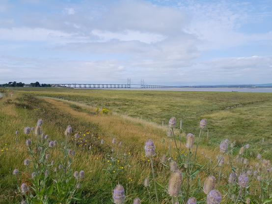 New Severn Bridge, distant view.  A part-suspension bridge (middle section) across the Severn Estuary.  A grassy salt marsh is in the foreground, with teasles growing just in front of the camera. The Welsh coast is just visible on the far side.