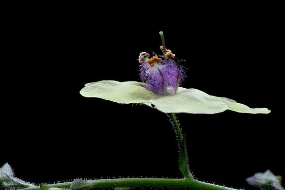Macro Moth Mullein