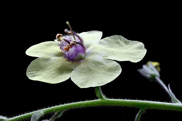 Macro Moth Mullein